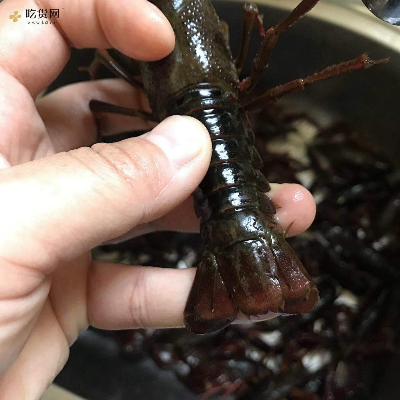 简单又好吃的麻辣小龙虾的做法 步骤2