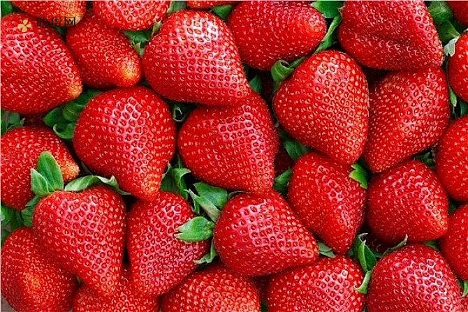 草莓可以冷冻保存吗