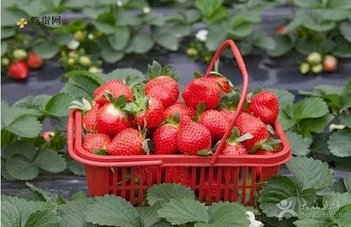 草莓可以减肥吗